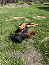Helen Adoption Pending