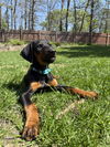 Helen Adoption Pending