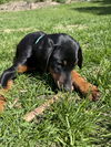 Helen Adoption Pending