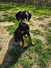 Knox