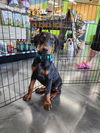 Knox Adoption Pending!