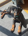Lars Adoption Pending!