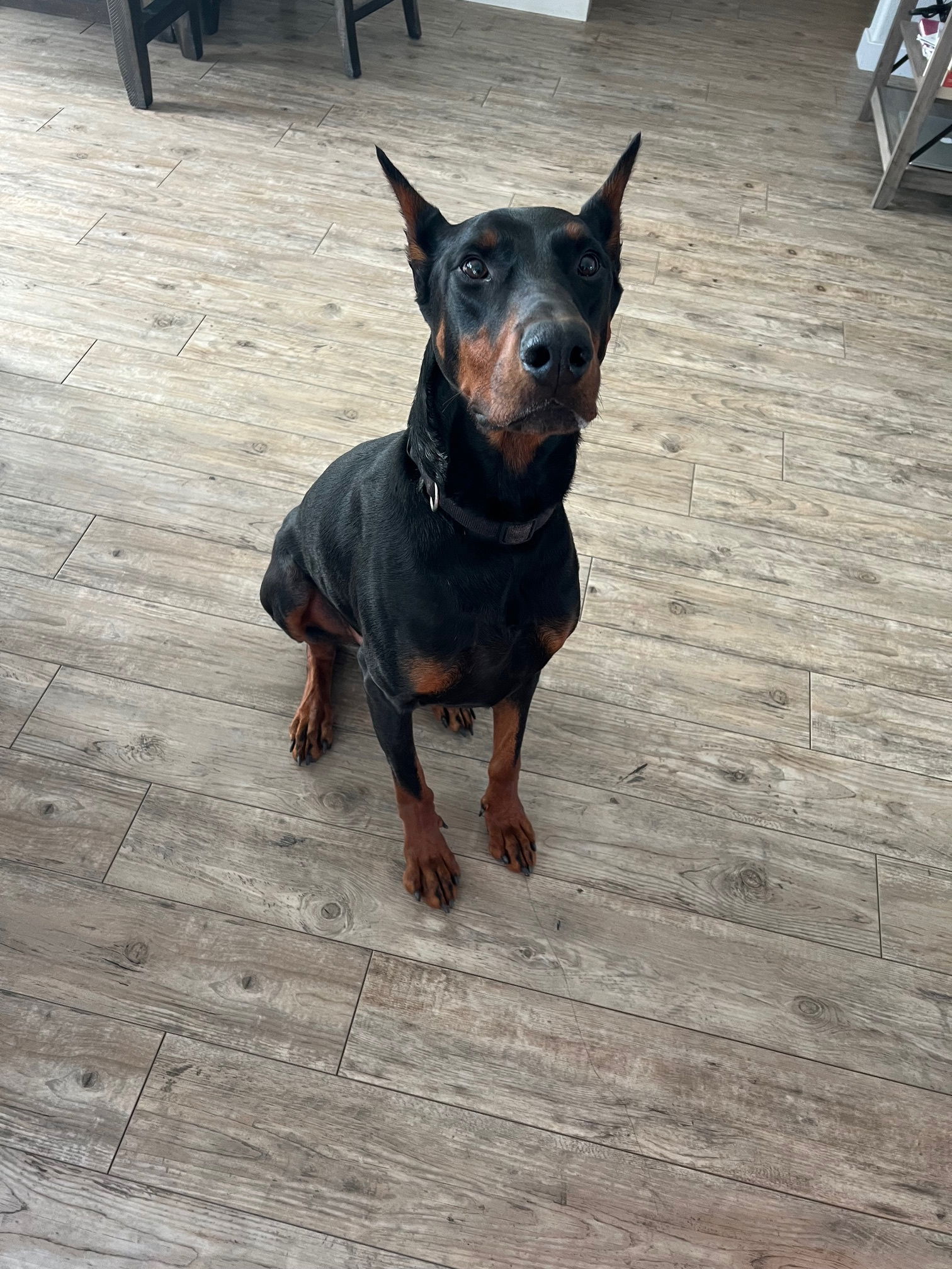 adoptable Dog in Buffalo, MN named Loki