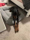 Loki