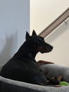 Loki