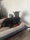 Loki