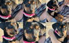 Laroux Adoption Pending!