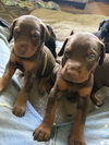 Kevin Adoption Pending