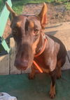 Lettie