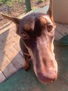 Lettie