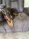 Lettie