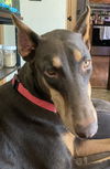 Lettie