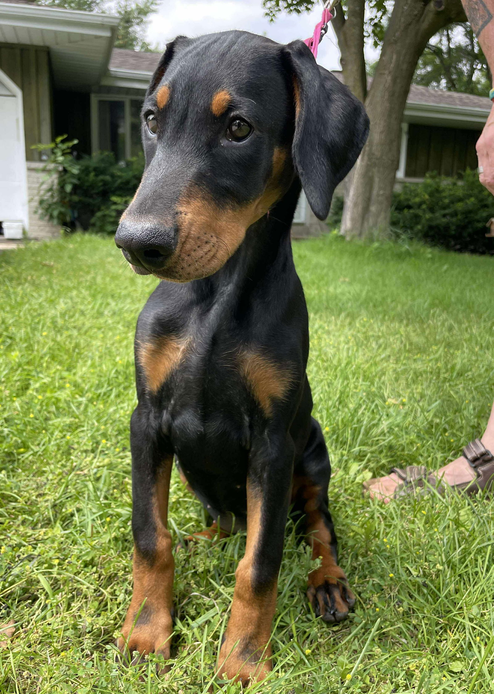 adoptable Dog in Buffalo, MN named Sonnet