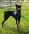 Luna FOSTER NEEDED!!