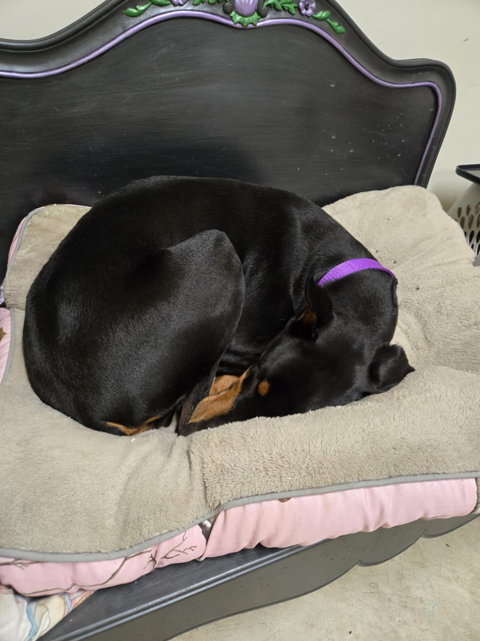 adoptable Dog in Buffalo, MN named Sienna