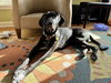 Kipper
