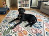 Kipper