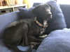 Kipper