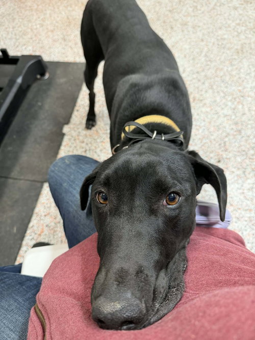 KIPPER - Doberman Pinscher / Great Pyrenees available for adoption
