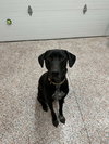 Kipper