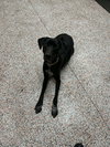 Kipper