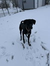 Kipper