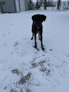 Kipper