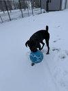 Kipper