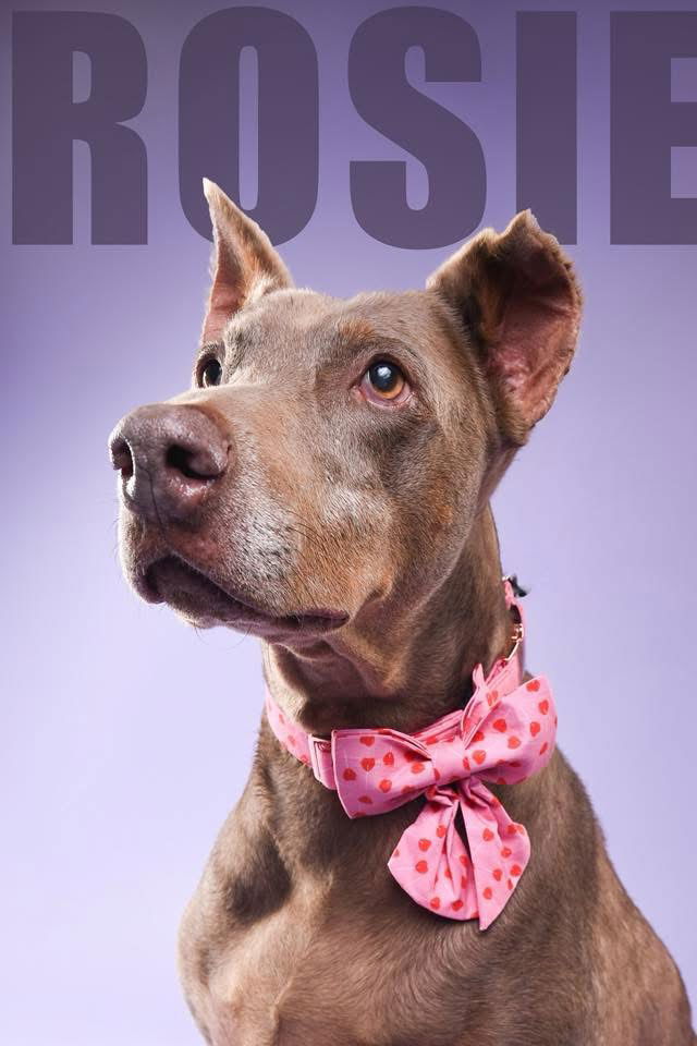adoptable Dog in Buffalo, MN named Rosey