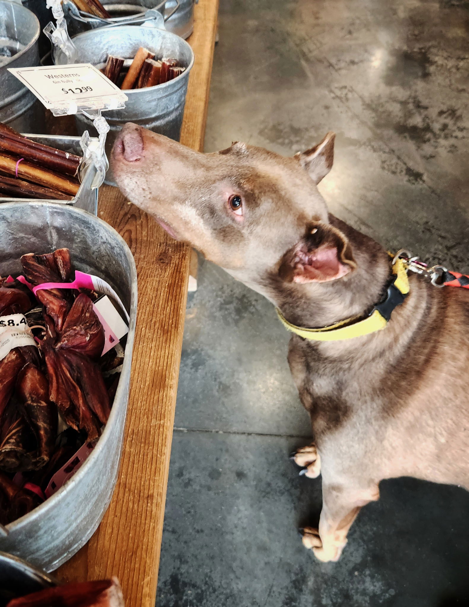 adoptable Dog in Buffalo, MN named Rosey
