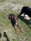 Gigi Adoption Pending!