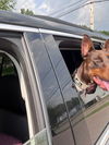 Gigi Adoption Pending!