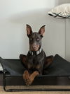 Gigi Adoption Pending!