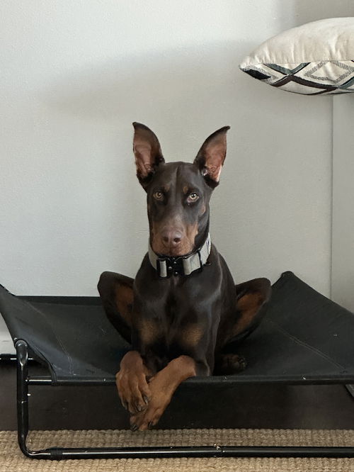 Gigi