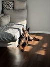 Gigi Adoption Pending!