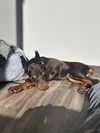 Gigi Adoption Pending!