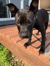 Pearl Foster Needed!
