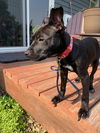 Pearl Foster Needed!