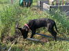 Pearl Foster Needed!
