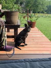 Pearl Foster Needed!