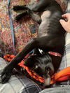 Pearl Foster Needed!