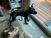 Pearl Foster Needed!