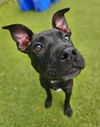 Pearl Foster Needed!