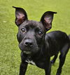 Pearl Foster Needed!