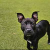 Pearl Foster Needed!