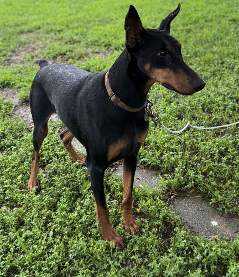 adoptable Dog in Buffalo, MN named Chaos