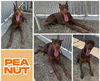 Peanut