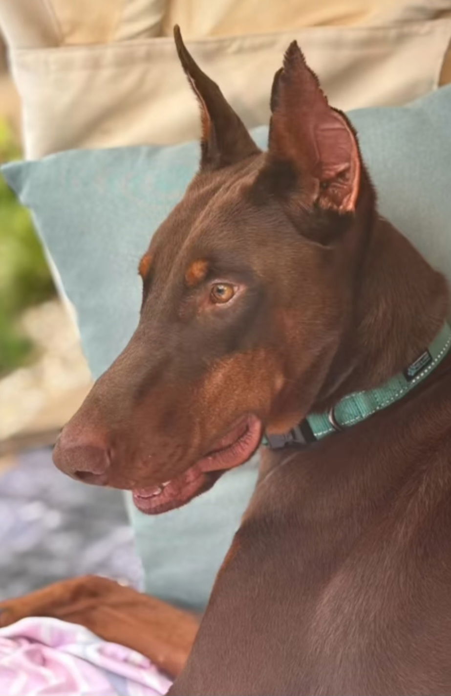 adoptable Dog in Buffalo, MN named Peanut Adoption Pending!