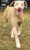 Capuchino Foster needed!!!