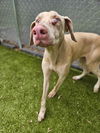 Capuchino Foster needed!!!